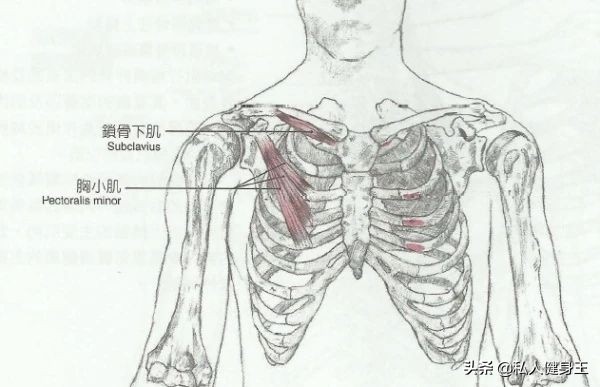 如何练出强壮的胸肌？5个动作，练出雄厚壮实的胸肌不是问题