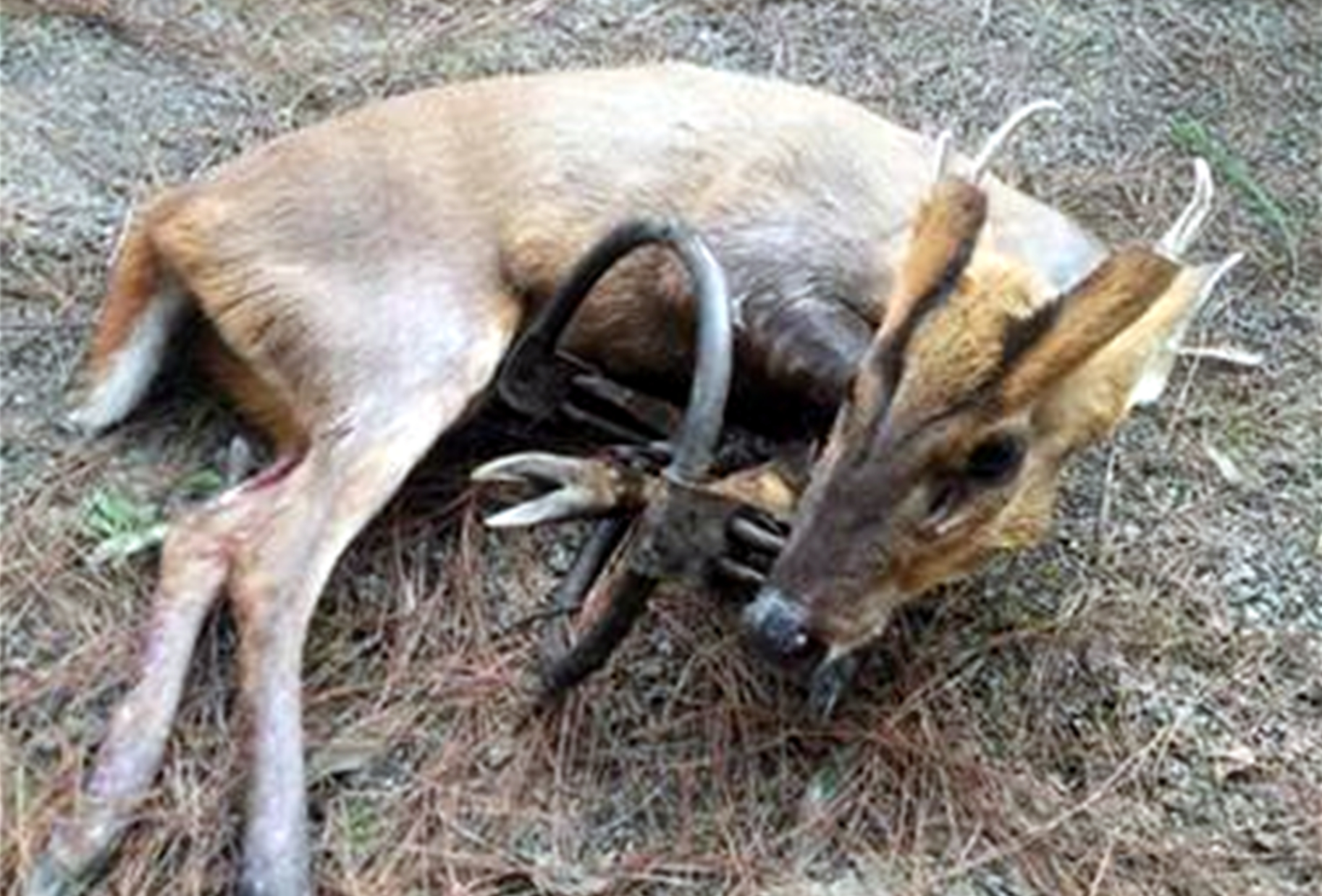 杭州临安发现一只黄猄,一条腿被兽夹夹伤,好心大妈救助后放生