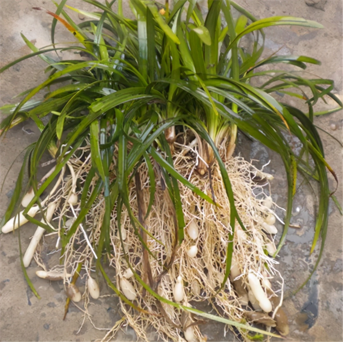 麦冬,百合科沿阶草属多年生常绿草本植物.