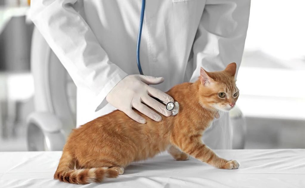 最可怕的猫咪疾病之一——猫传腹到底是怎么一回事？