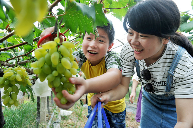 农村种植这2种农作物可亩收入1万，适合回乡青年创业，嫌麻烦别干