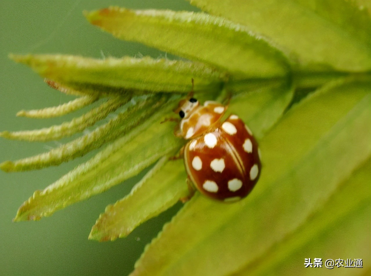 七星瓢虫是益虫还是害虫（详解瓢虫种类和利害）