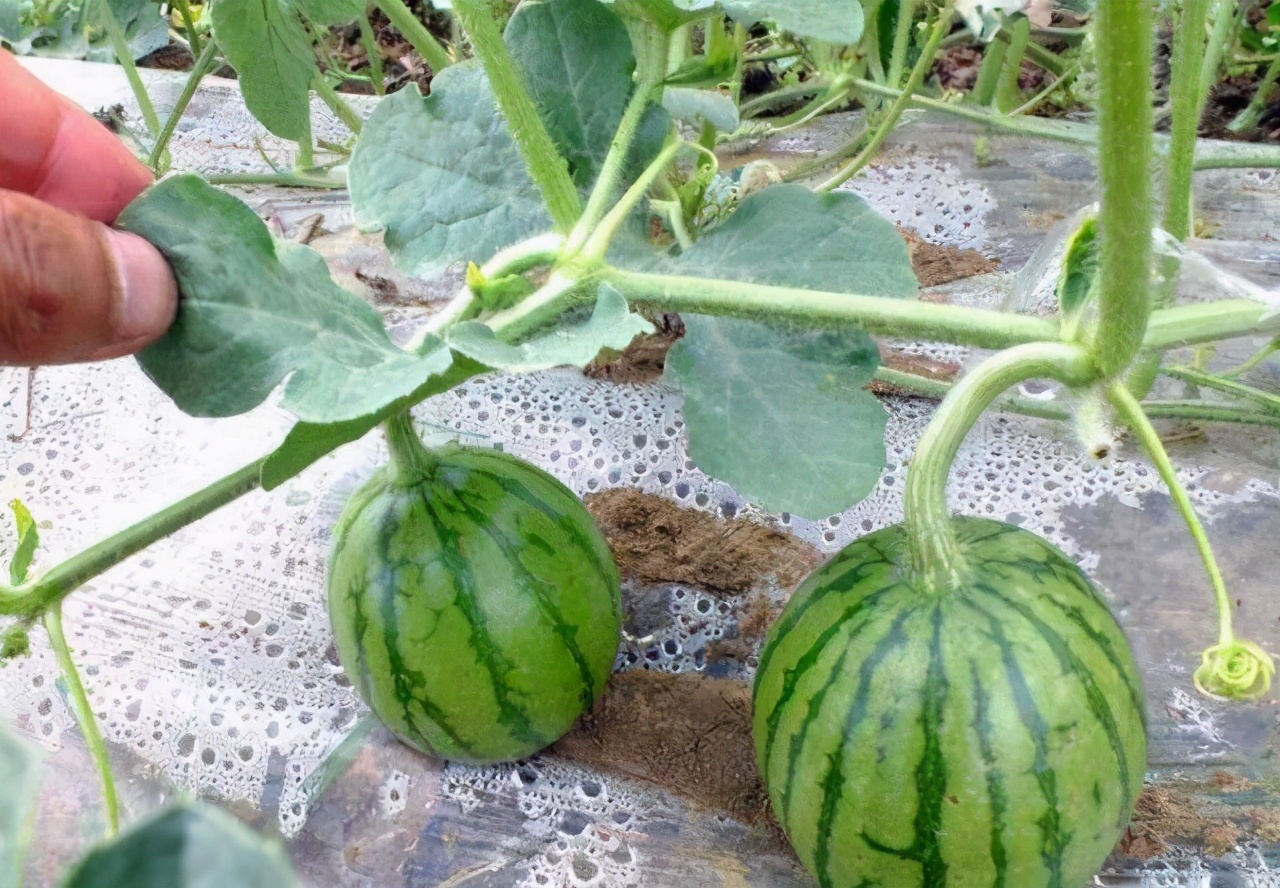 露天西瓜怎么种植方法如下，早春西瓜的种植方法和注意事项