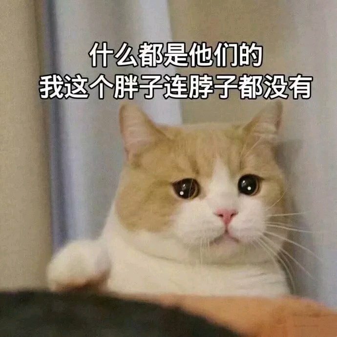 猫咪表情包合集｜大人说话，小孩别插嘴