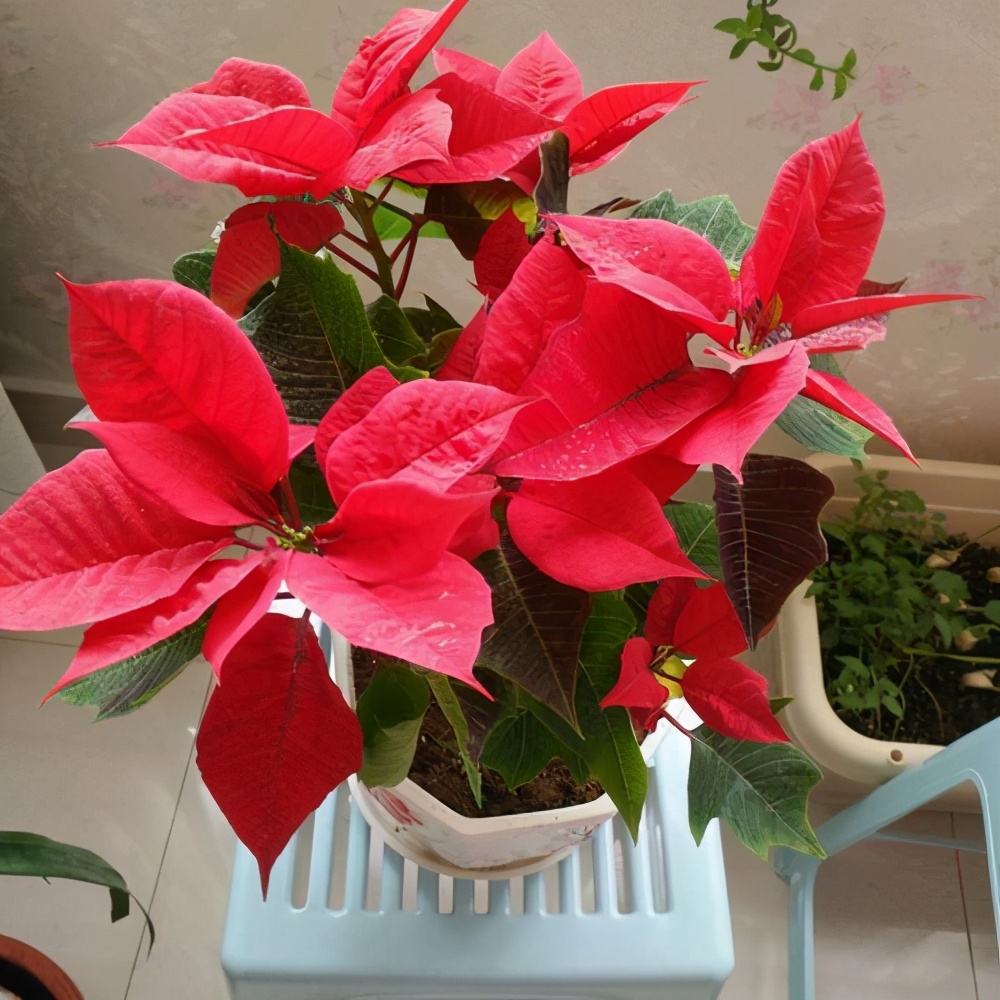 圣诞到养"圣诞花",开花红红火火分好看,为何被要求只看不摸?