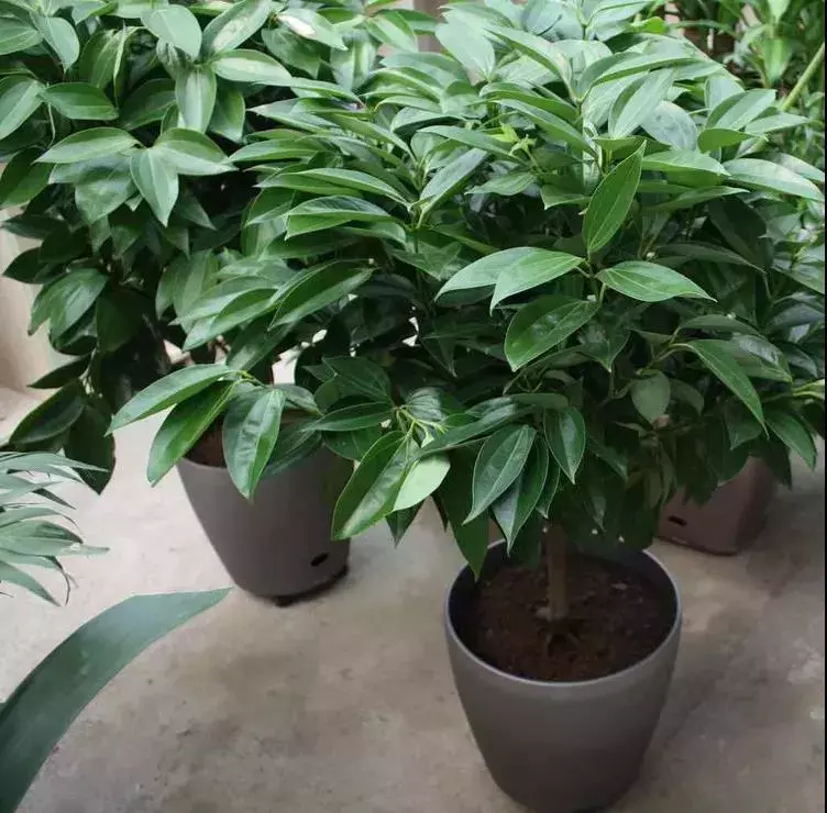客厅养1棵树,吸甲醛,聚气招财,比养花效果还要好!