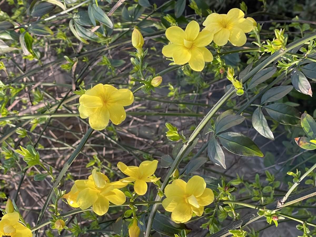 10种花,零下10℃也能过冬,长势一点不输南方