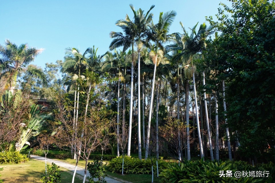 厦门这所临海而建大学，校园优美，沙滩迷人，被誉为中国最美大学
