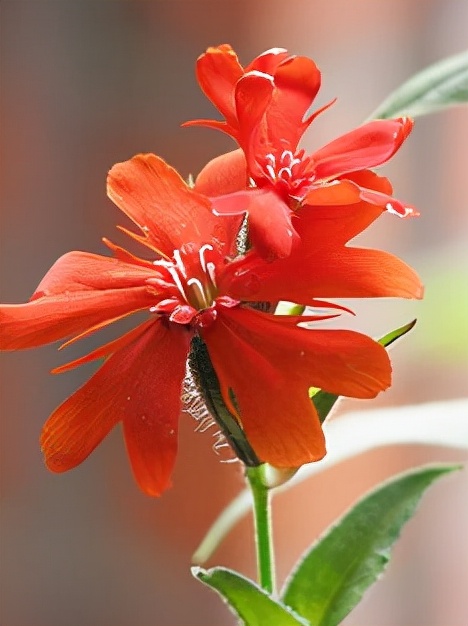 每日一花11.8:剪秋罗