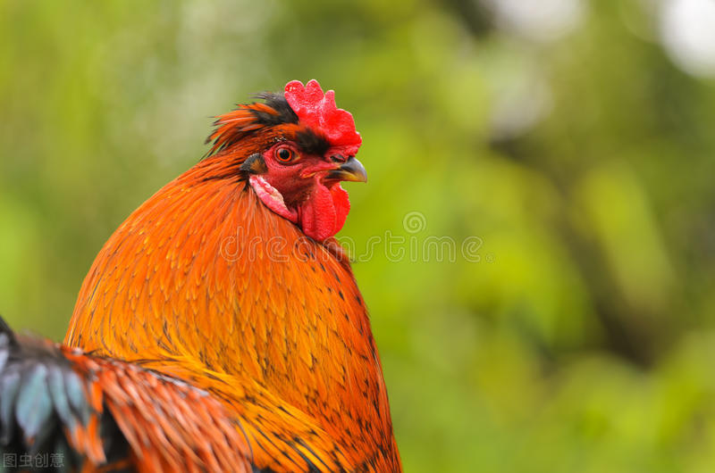 公雞為什么早上會打鳴,公雞為什么早上會打鳴黃段子