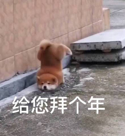 柴犬贱贱表情包18张