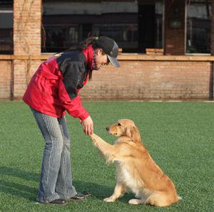 导盲犬训练成本大概12万，一文带你了解，一只导盲犬是如何服务的