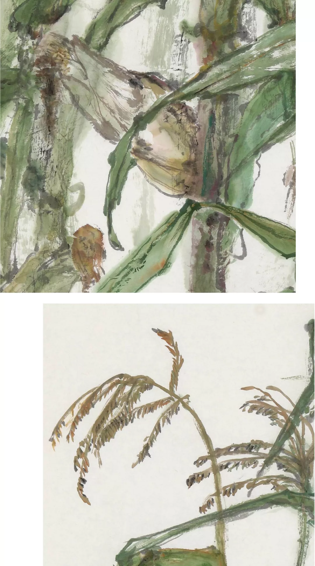 田野畅想曲 | 马顺先的玉米写生