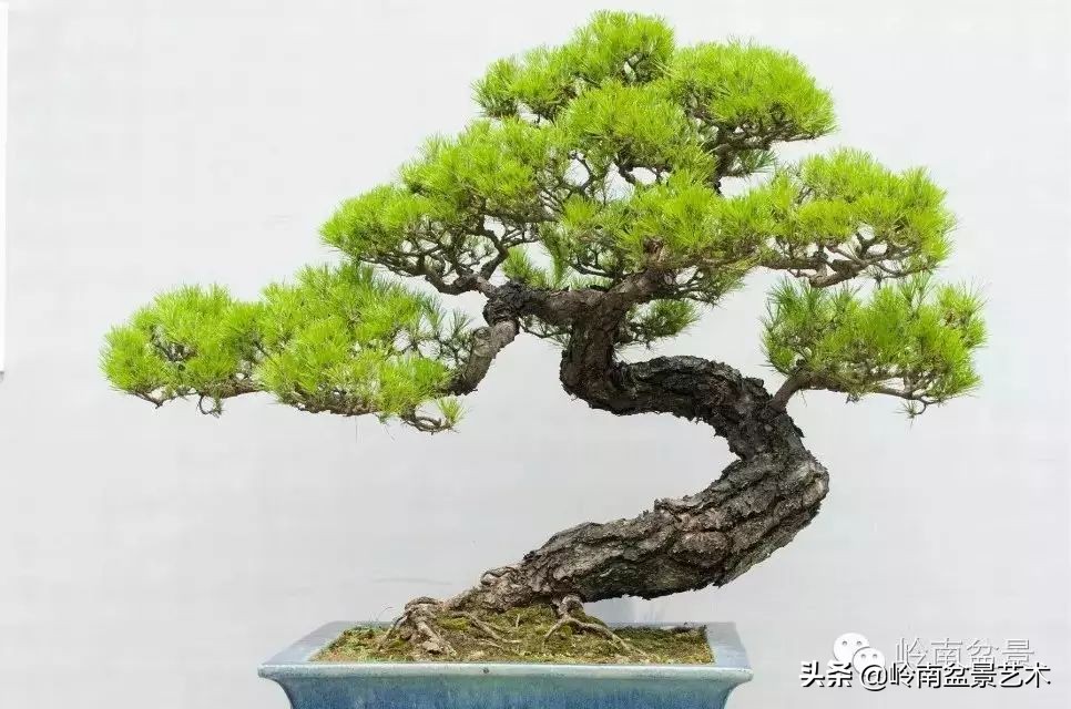 百木之长话青松