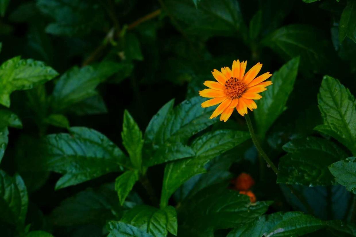 蟛蜞菊(这野花很难得，外形似菊花作用却更多，人称“蟛蜞菊”)