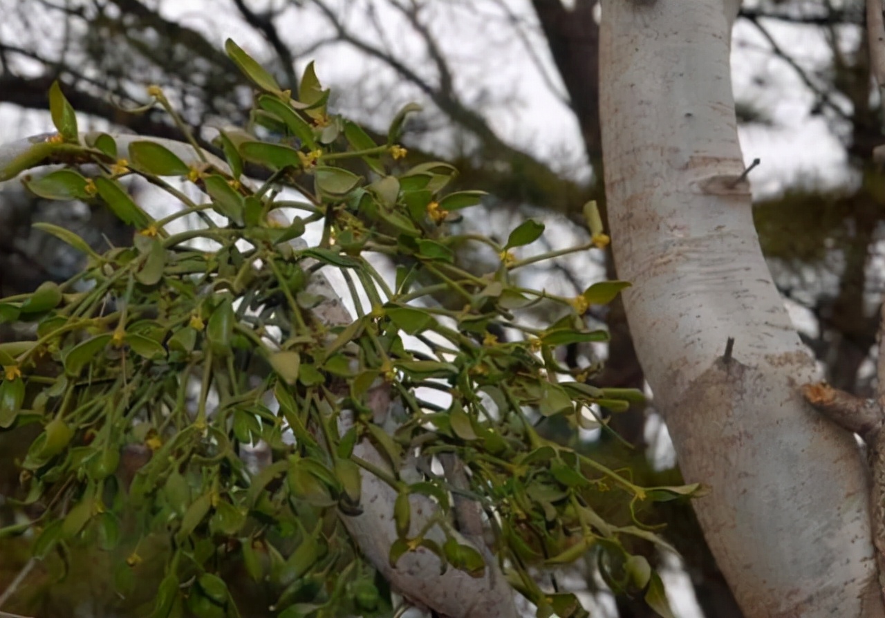 桑寄生虽然是寄生植物,但也是一味珍贵的中药材,在野外非常难找到,很