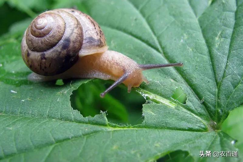 蜗牛的生活习性,蜗牛的生活环境及特点与特征