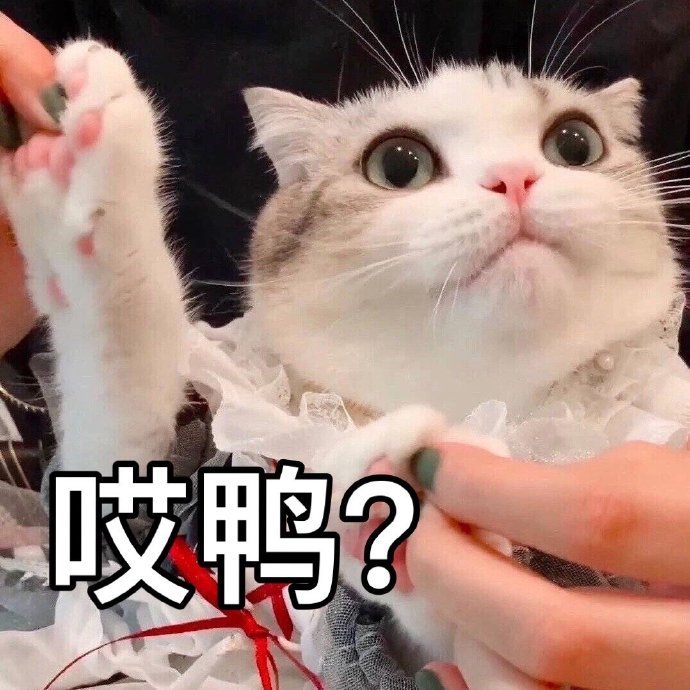 猫咪表情包合集｜大老虎嗷呜嗷呜