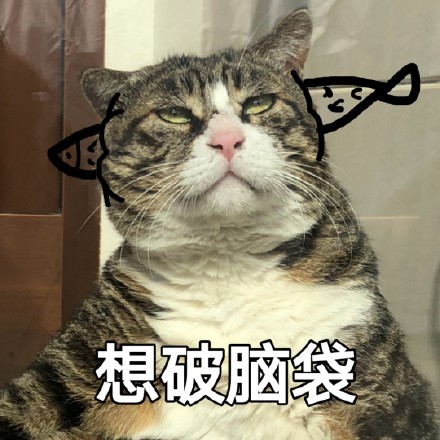 猫咪表情包：对不起，我是保安