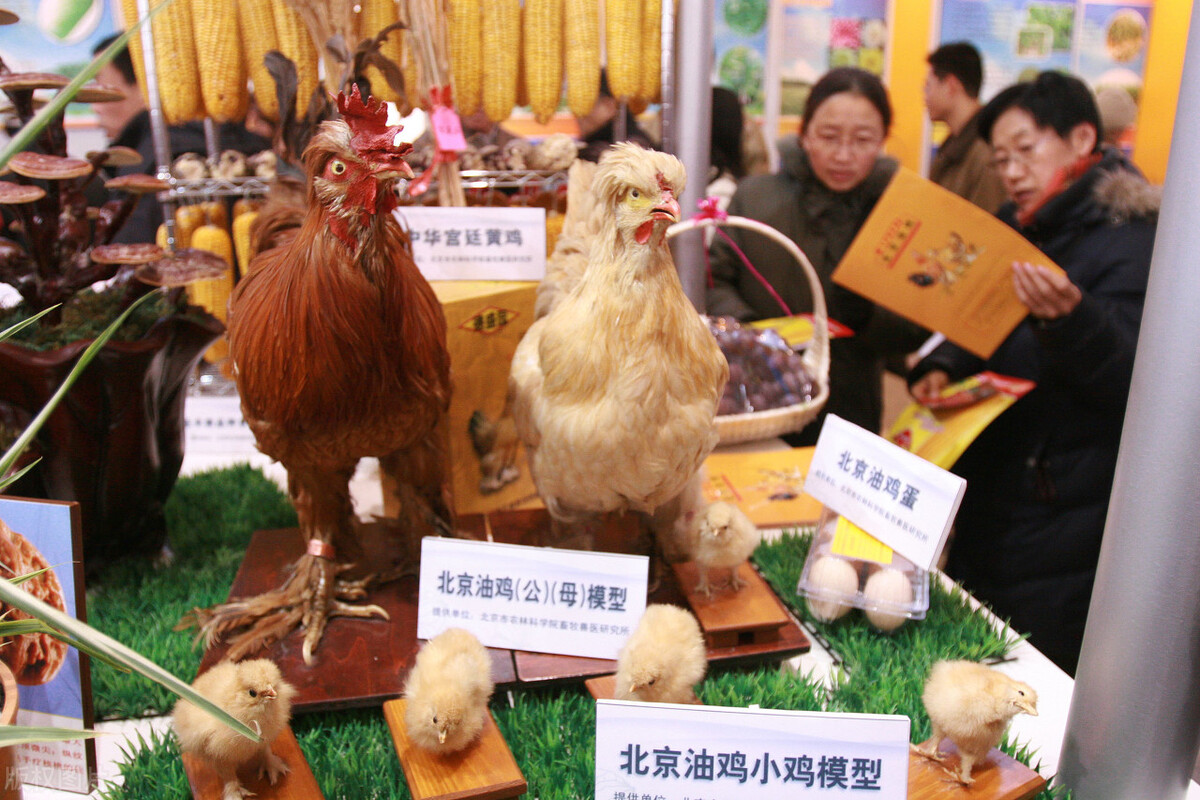 我国鸡的品种有240个，你知道几个？