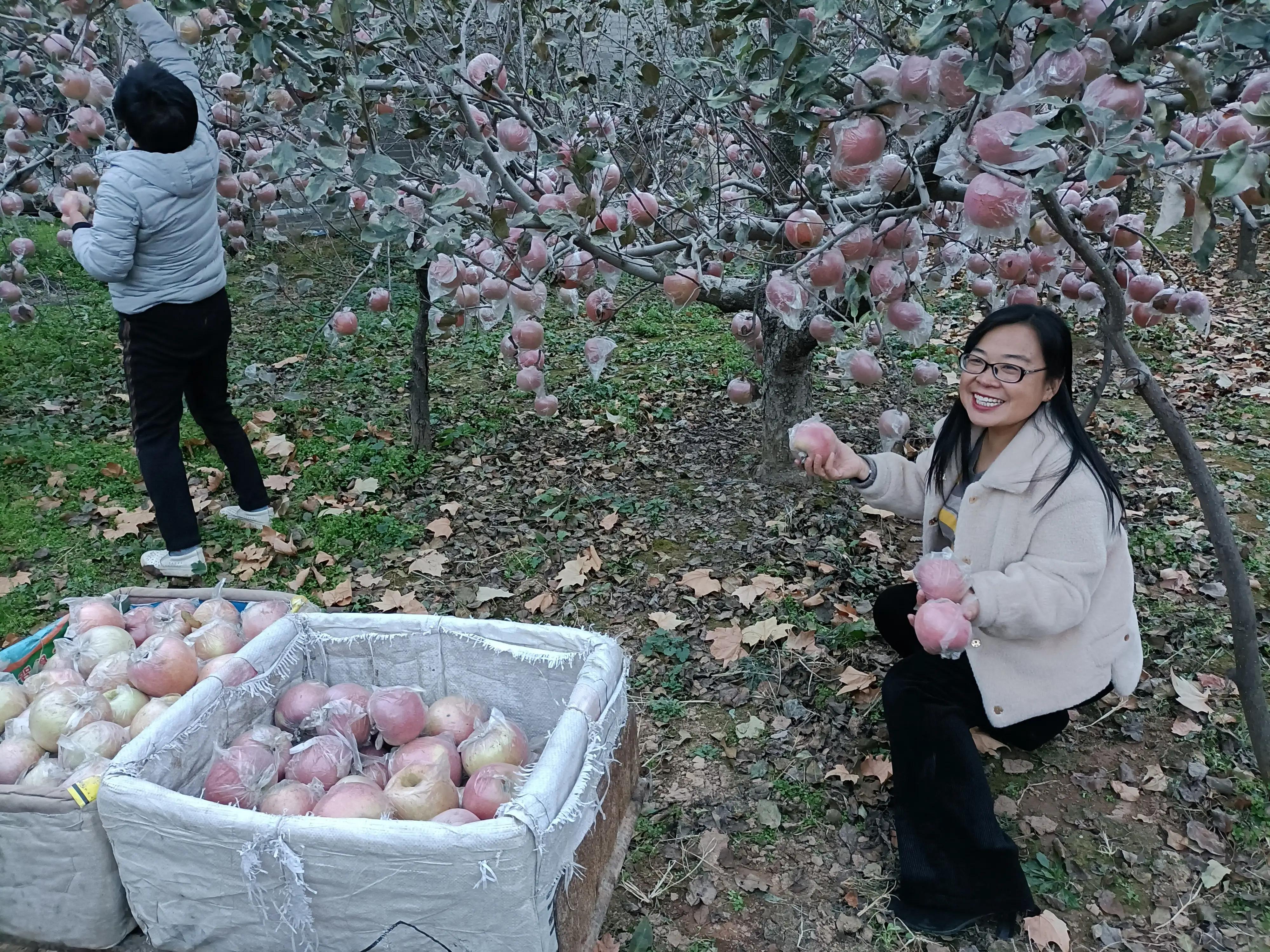 小寨村：灾后的苹果红艳艳