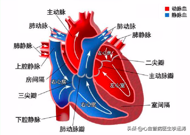 我感觉我们才是LA的心脏(请收好这份”心脏说明书“)