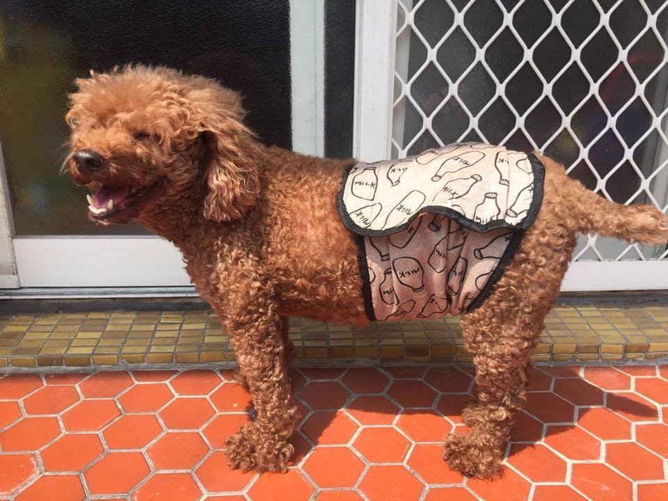 母狗生理期怎么护理？用生理裤解决发情烦恼，防止被公狗侵犯