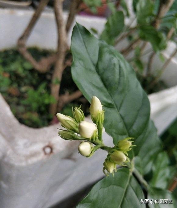 茉莉花几月份开花（茉莉迎来花期花香飘3里）