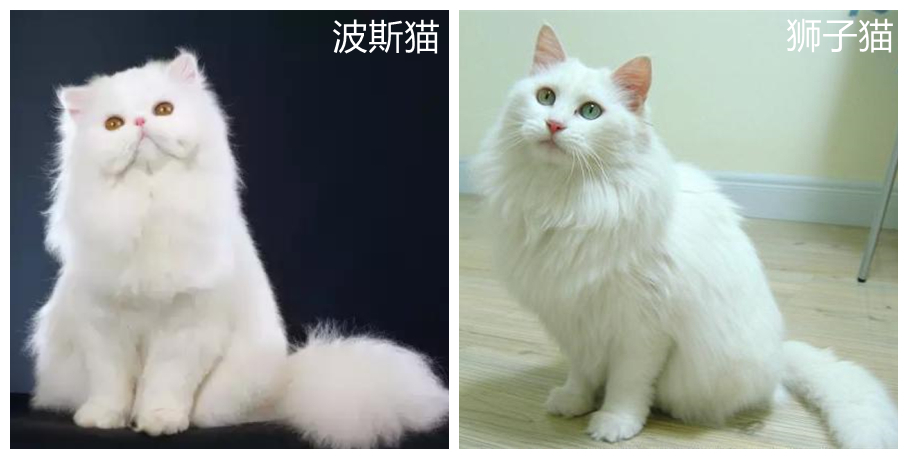 中华田园猫丨狮子猫