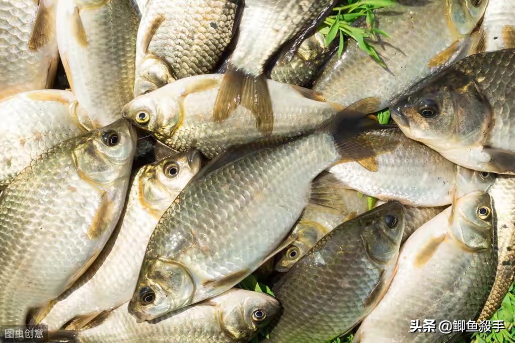 钓鲫鱼什么牌子鱼竿好(小雪过后用炮竿专钓大鲫鱼,选择鱼竿把握这四点