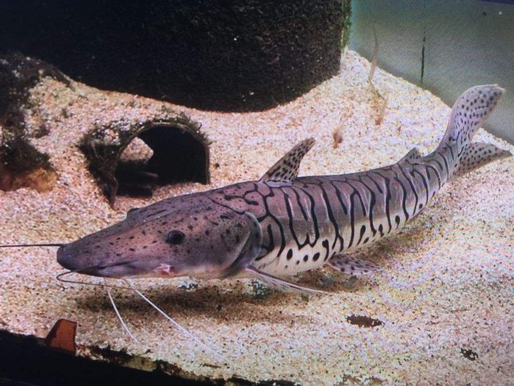 清远老乡北江河里捕获"虎皮怪鱼",曾有多人遇见,能吃吗?