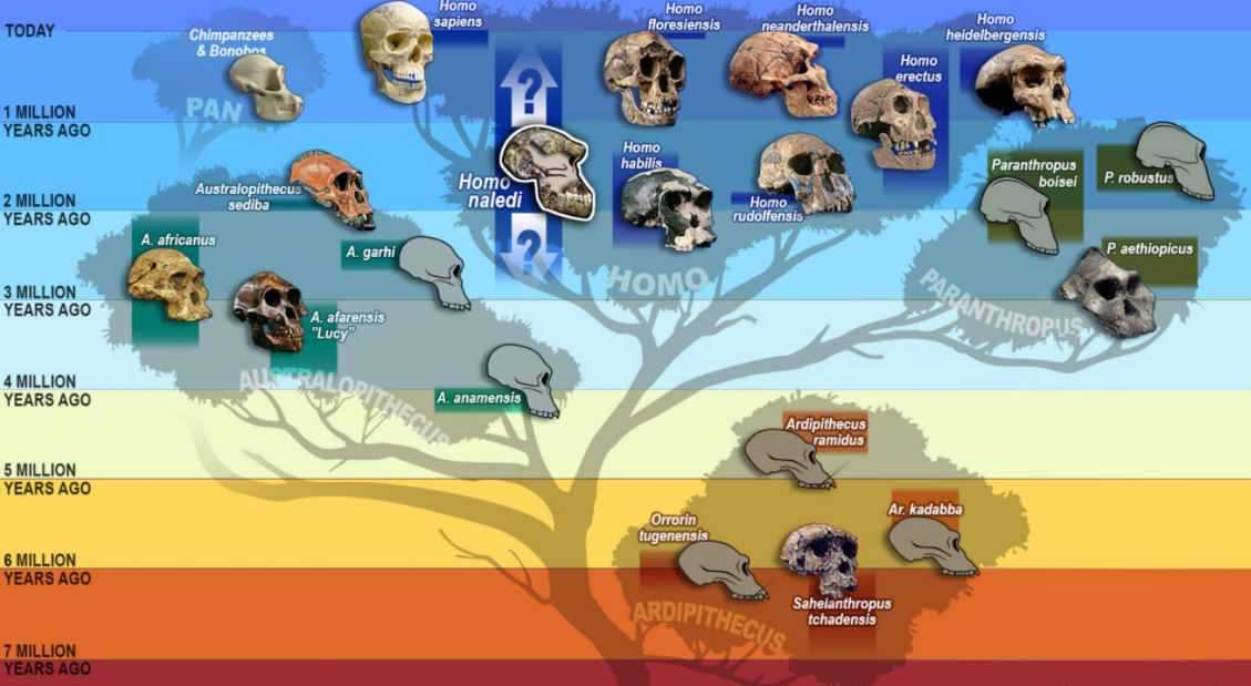 中国人非本地起源？研究：现代人抵达华南不超过6万年