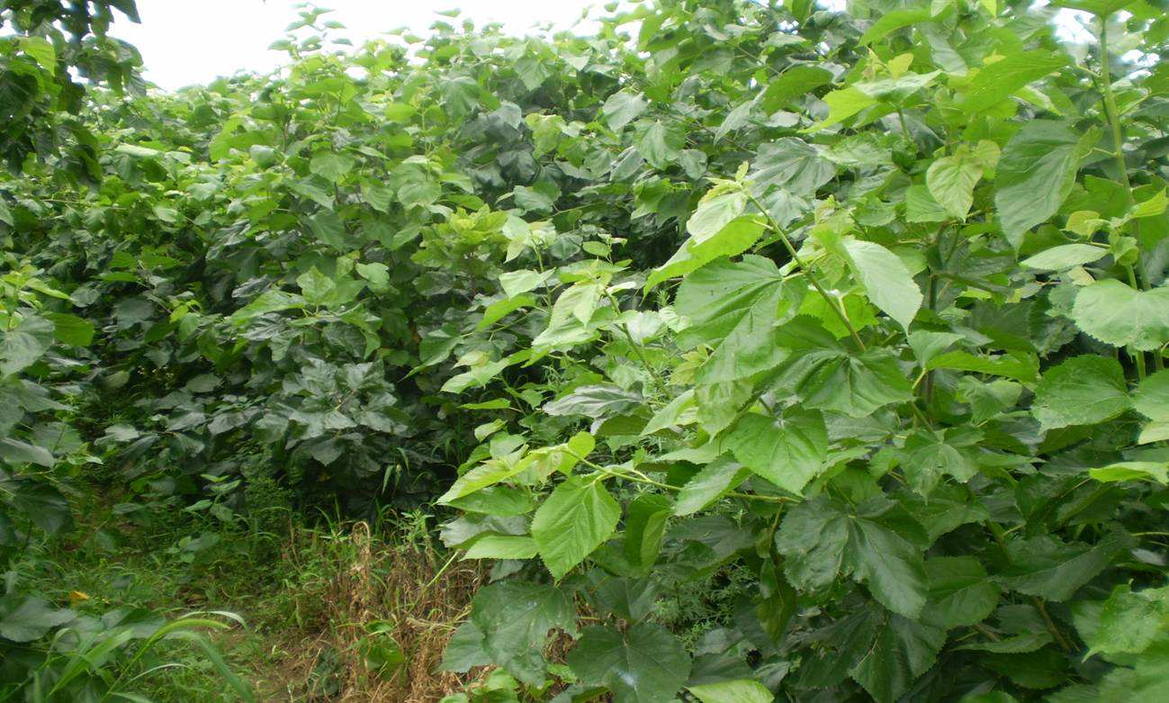 哪种桑叶饲料价值高-桑叶饲料哪个牌子好 - 114货源网