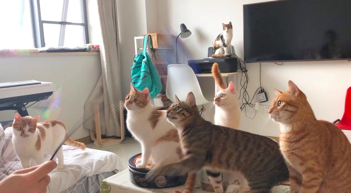最可怕的猫咪疾病之一——猫传腹到底是怎么一回事？
