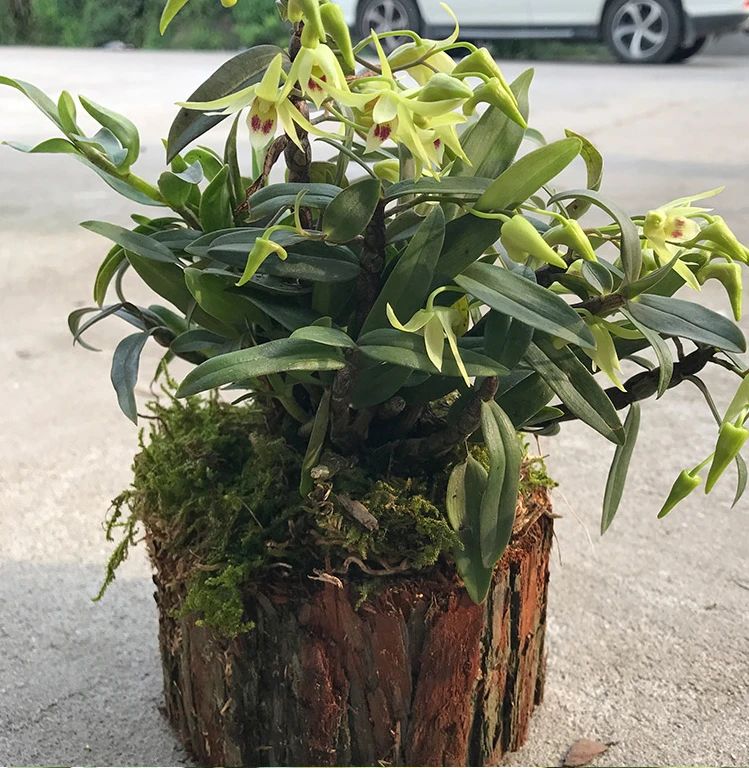 铁皮石斛花怎么养长得好 百科知识 - 千年教育