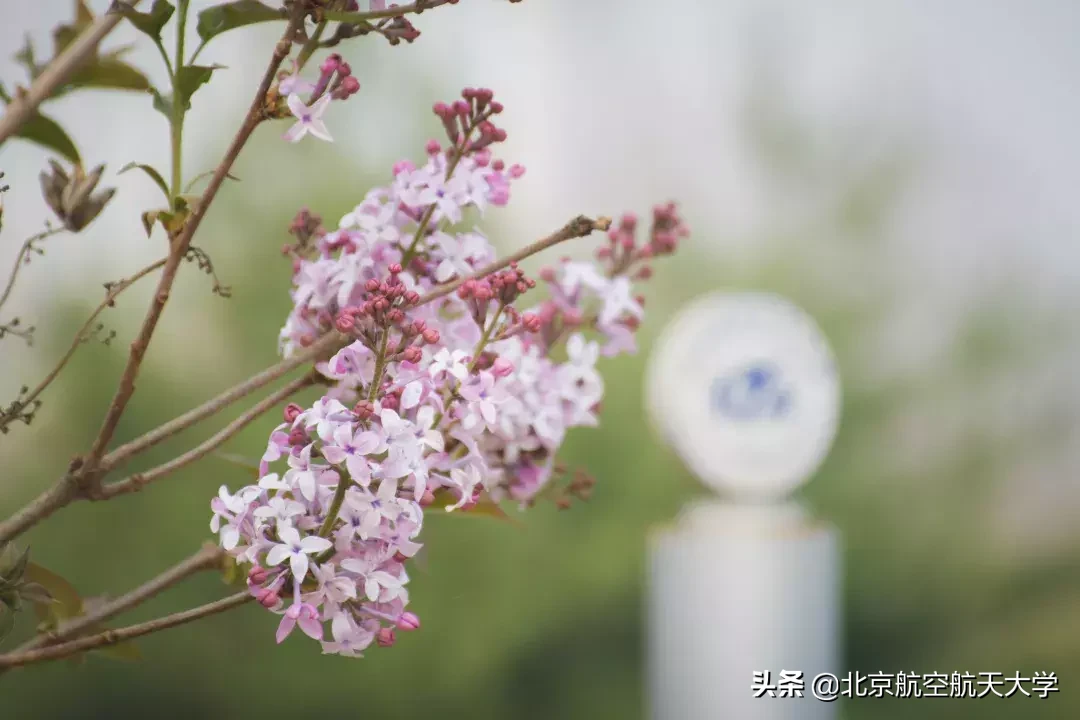 5.25北航校园开放日，2019本科招生信息发布！