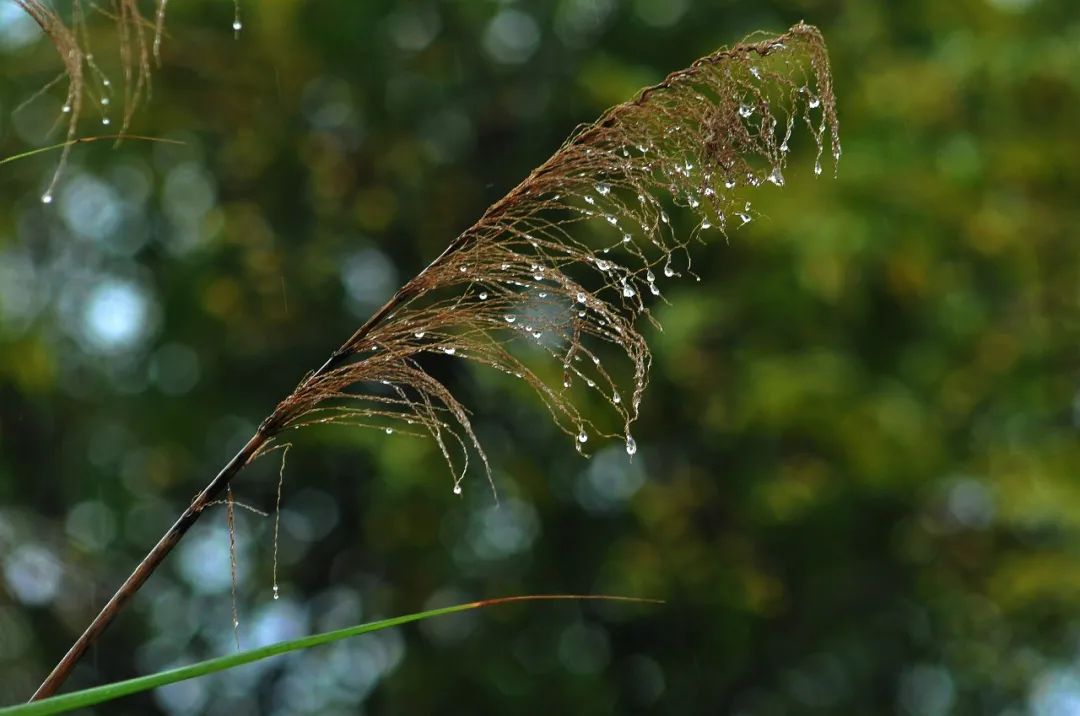 10首最美秋雨诗词，清秋有梦，雨落成诗，哪一首是你的心情？