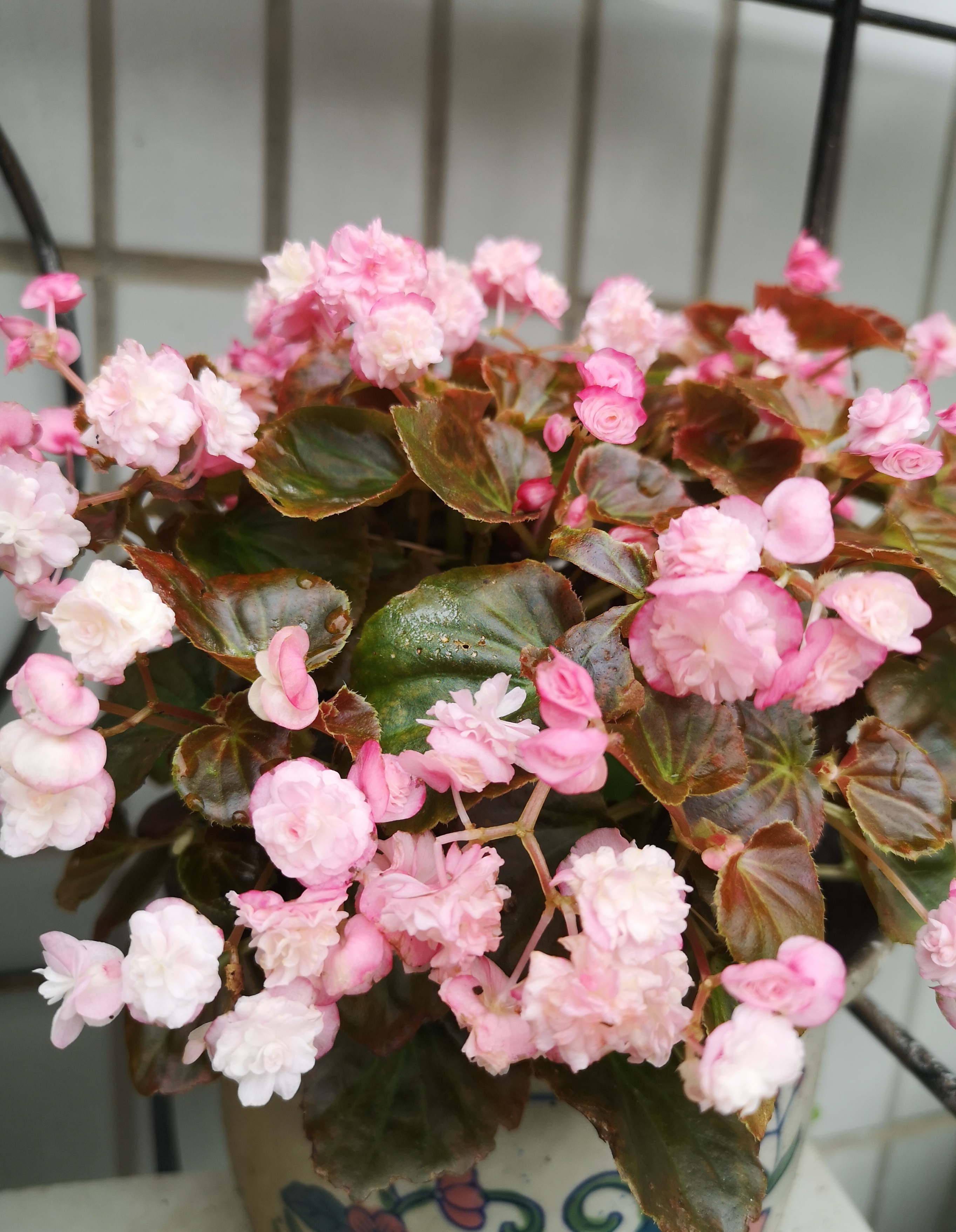 适合新手养的花—玻璃球,很容易打理,四季都有花看,室内也能养