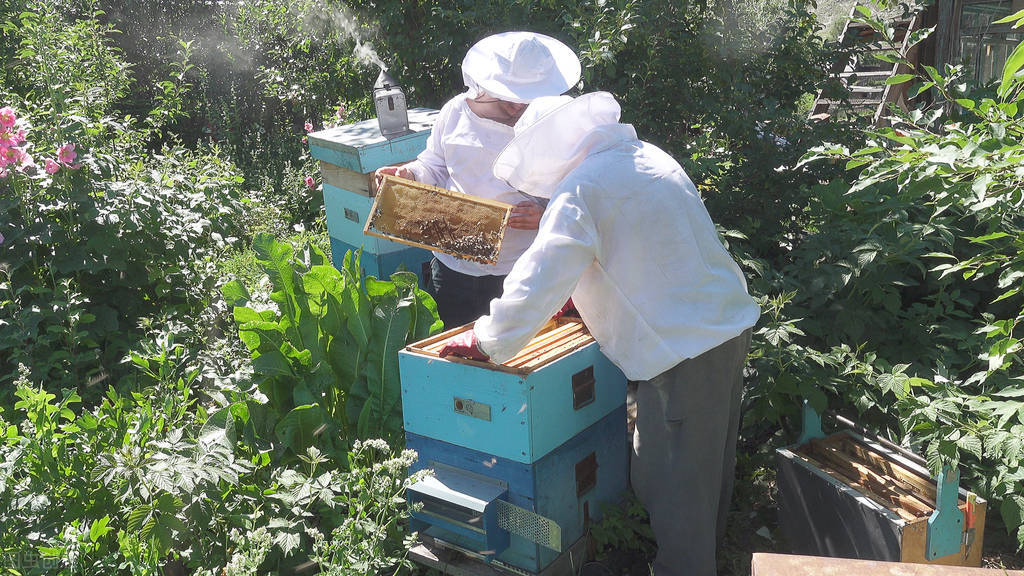 养蜜蜂技术和步骤（分享养蜜蜂的三个养殖技术）