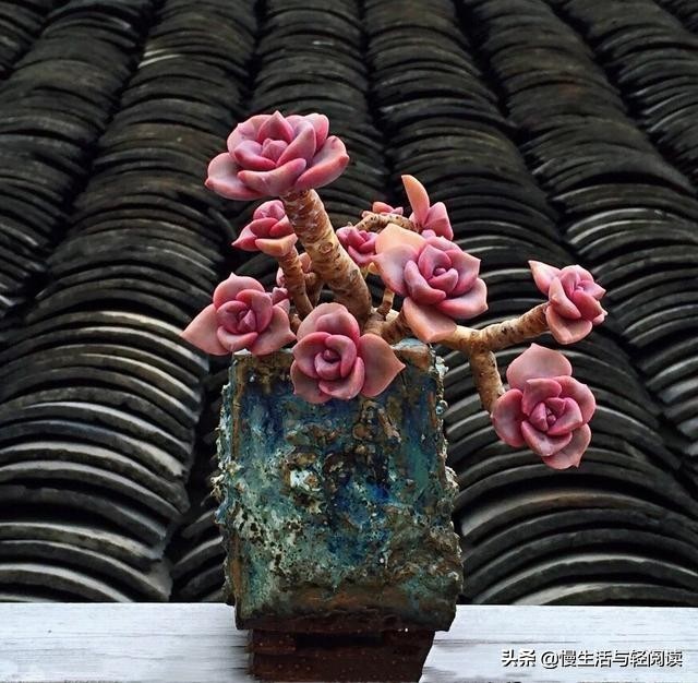 肉肉高干文大学（慢生活）