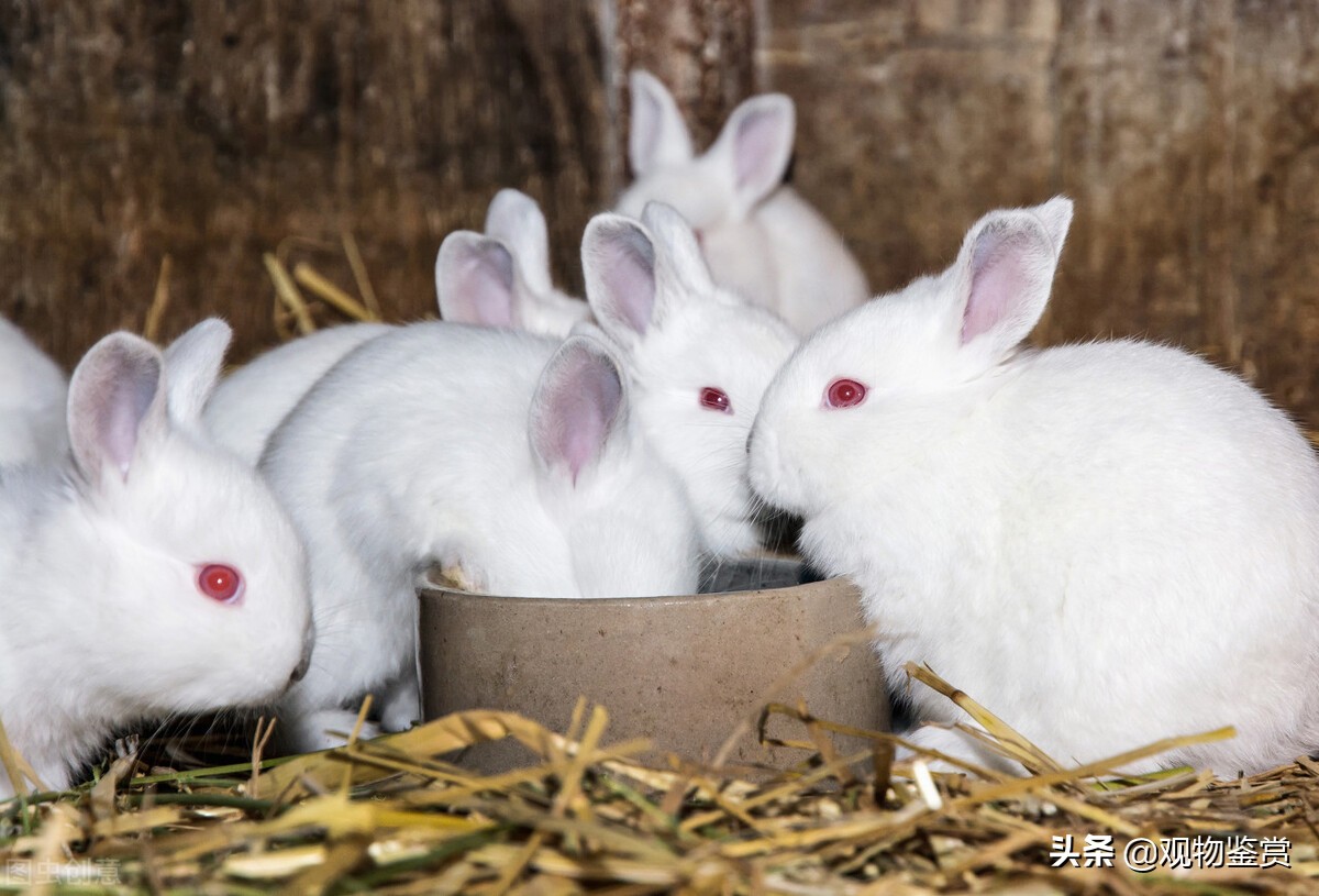 关于兔子吃什么「干货」知识的介绍