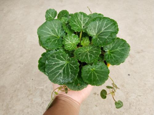 金丝荷叶图片(虎耳草) - 赤虎壹号