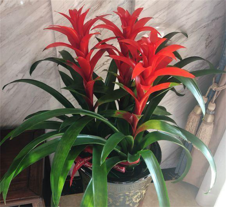 搬新家送什么绿植盆栽最合适？需满足健康、皮实、寓意好3个条件