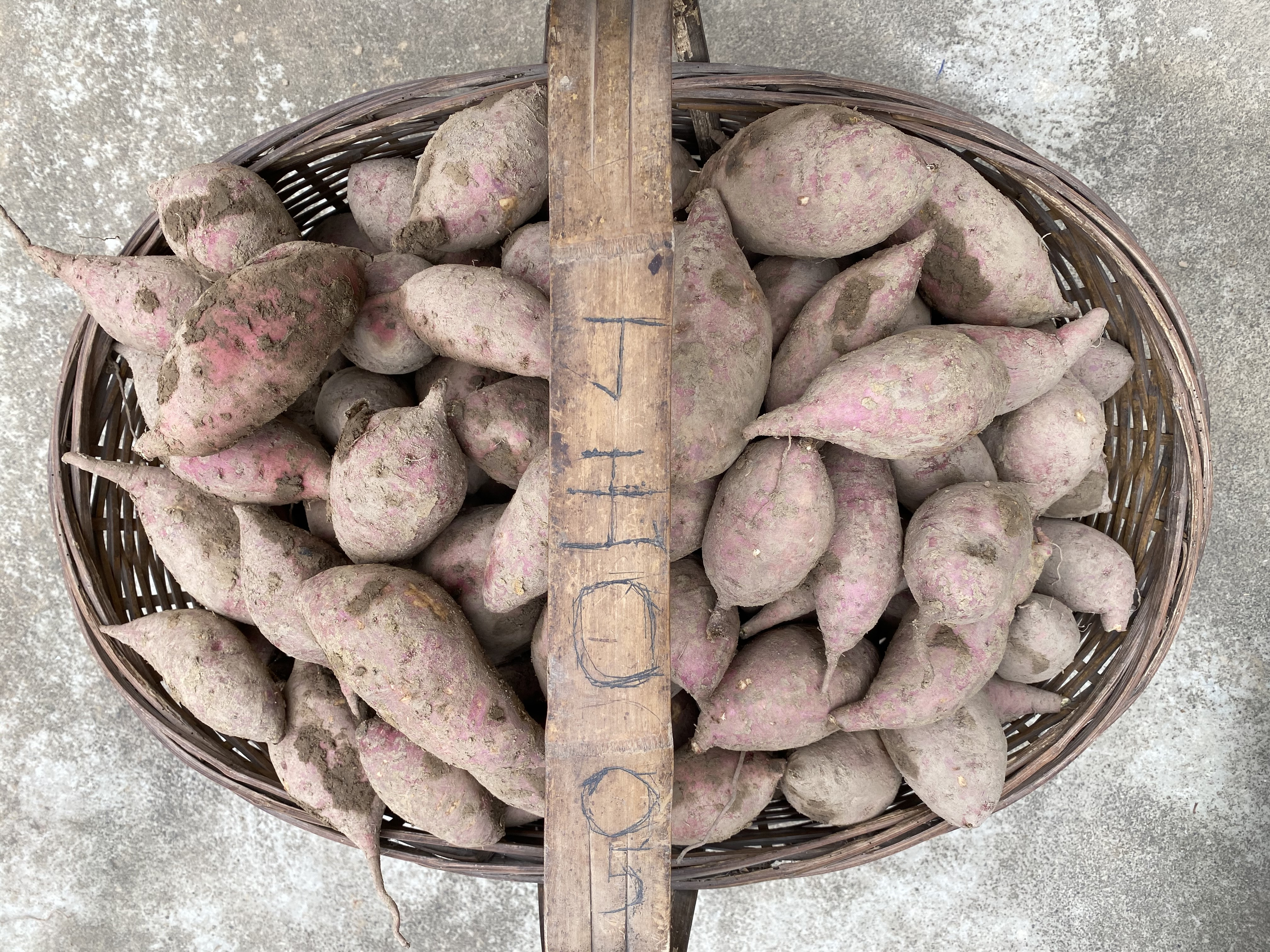 红薯的季节到了，教你长时间的保存方法，不发芽不变质，越放越甜