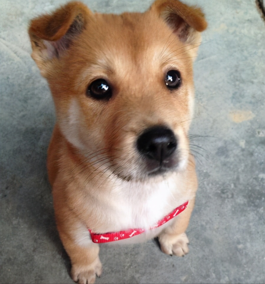 哈巴狗多少钱一只(6种) - 价格百科