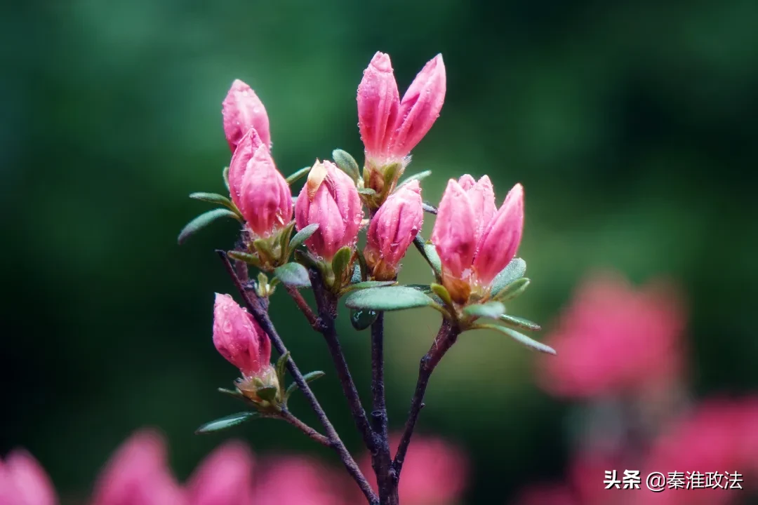 春风十里，秦淮等你 | 春意浓浓，门东又见映山红