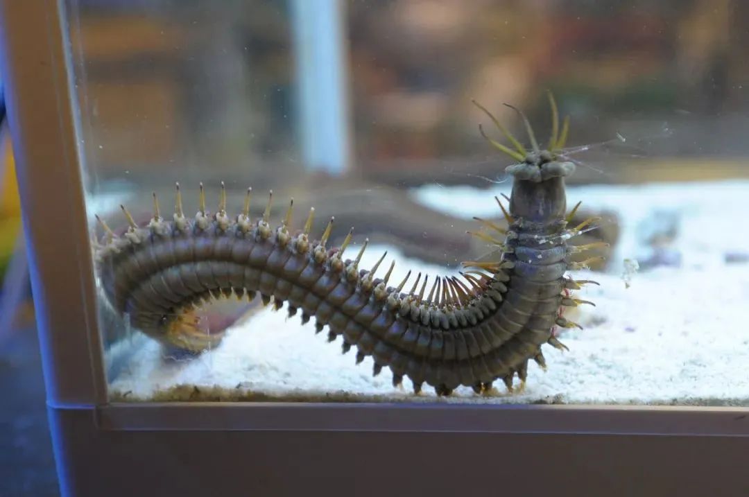 沙漠死亡蠕虫真实图片图片