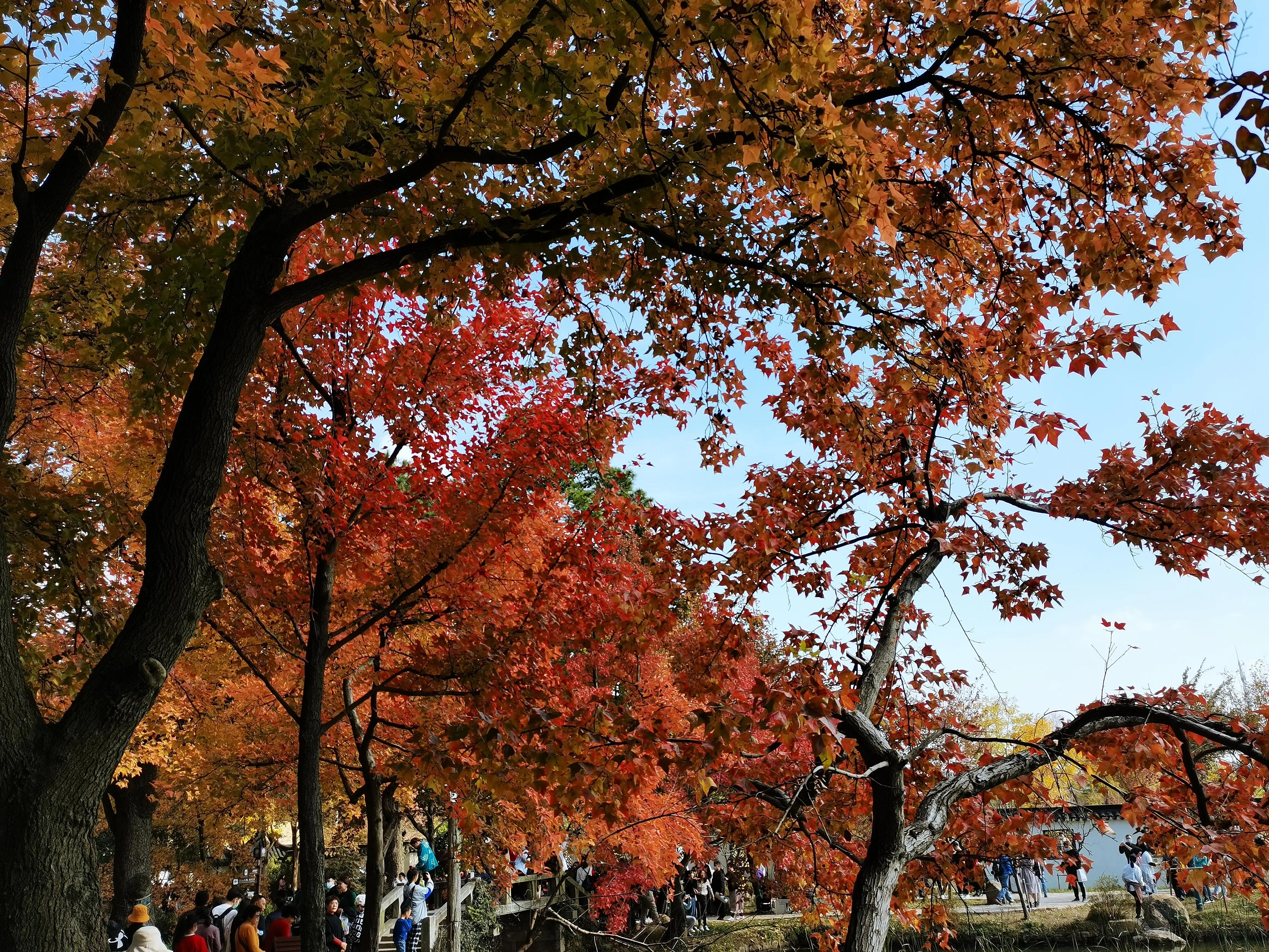 天平山下枫叶红---也说范仲淹在苏州的历史地位