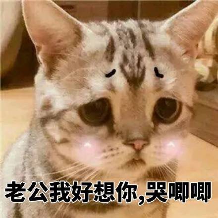 猫咪表情包撩老公系列：爱你呦、我好想你