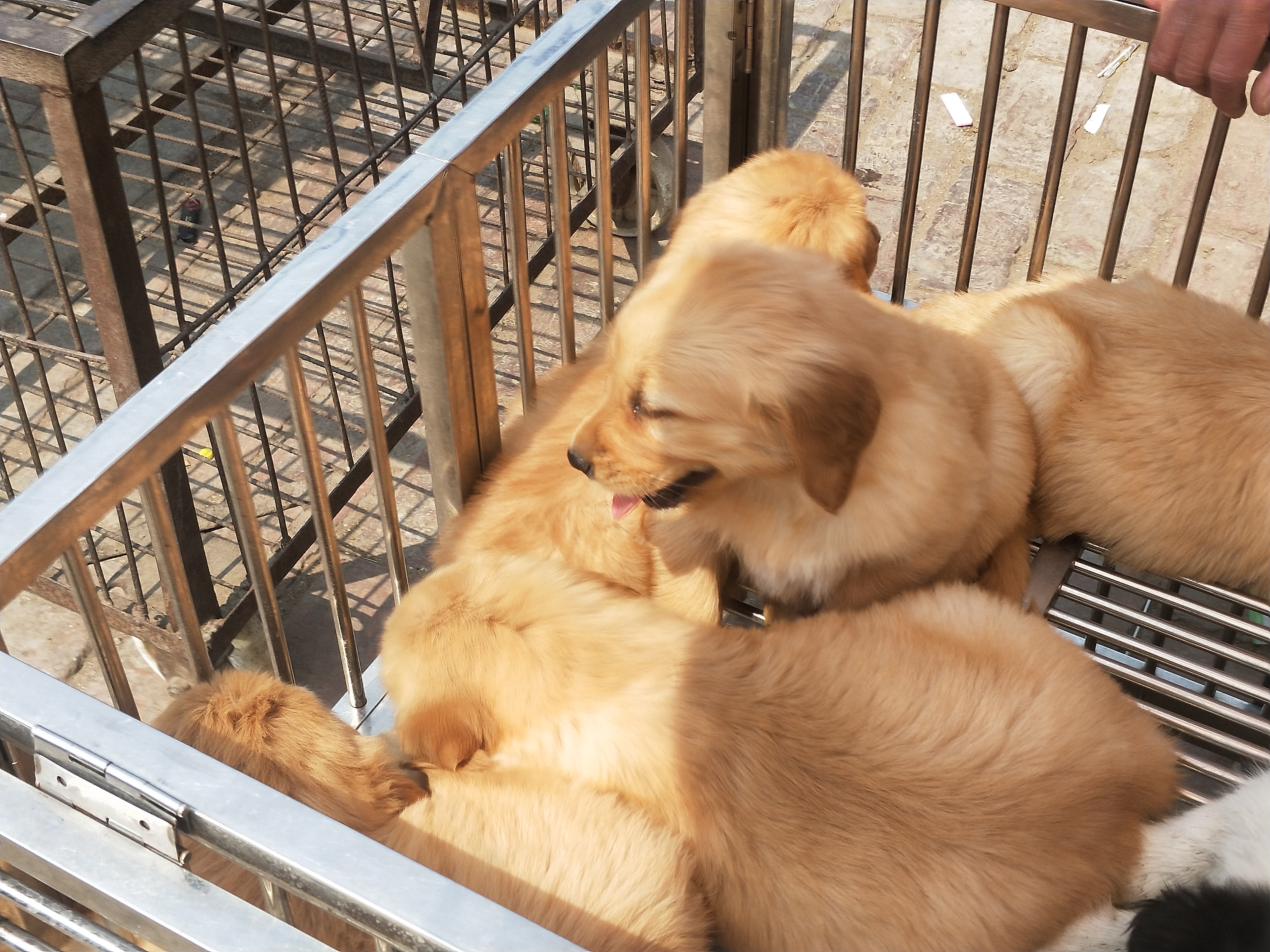 开封狗市!) - 114货源网